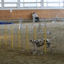 IMG_8567.JPG