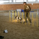IMG_8595.JPG