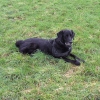 Weihnachten_privat_Hundeverein_2007_042.jpg