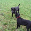 Weihnachten_privat_Hundeverein_2007_053.jpg