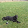 Weihnachten_privat_Hundeverein_2007_054.jpg
