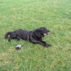 Weihnachten_privat_Hundeverein_2007_055.jpg