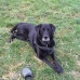 Weihnachten_privat_Hundeverein_2007_058.jpg
