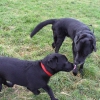 Weihnachten_privat_Hundeverein_2007_060.jpg