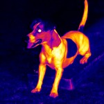 Grobi bei Nacht